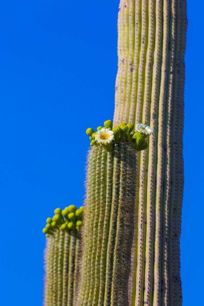 Arizona, Tucson Blooming cactus in Saquaro NP